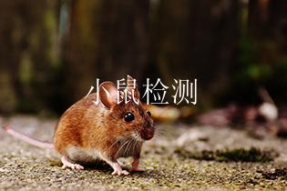 小鼠检测