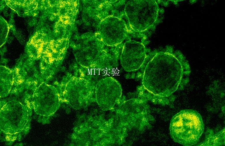 MTT实验